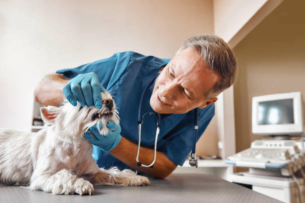 Best 24-Hour Emergency Dentist in Port Angeles East, WA